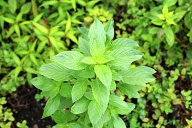سبزی معطر با خواص درمانی معجزه آسا و طبع گرم